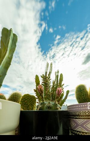 Cactus con fiori in pentole colorate e cielo blu con nuvole Foto Stock