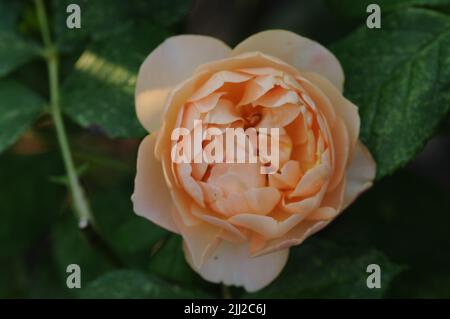 David Austin Rosa Dolce Juliet Apricot colore Foto Stock