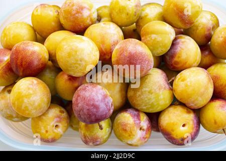 prugne biologiche appena raccolte dall'albero Foto Stock