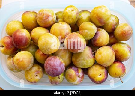 prugne biologiche appena raccolte dall'albero Foto Stock