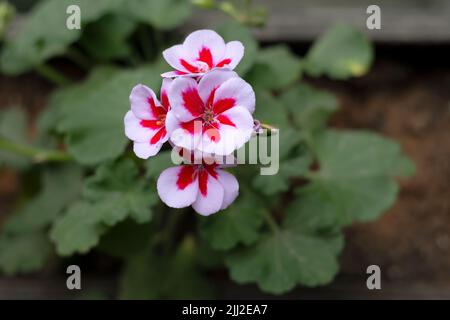 Fiori di pelargonio geranio con petali bianchi e rosa fioriscono su un balcone. Vista dall'alto. Foto Stock