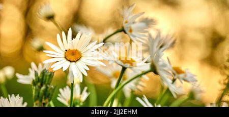 Fiori margherita che crescono in un campo o giardino botanico in una giornata di sole all'aperto. Shasta o maximum chrysanthemum daisies dalle specie di asteracee con Foto Stock