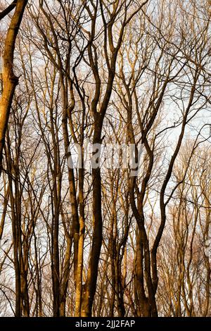 Vista autunnale della foresta di faggi secchi in boschi densi, remoti o di campagna in Norvegia. Texture particolare di legno crescente per legno in sereno Foto Stock