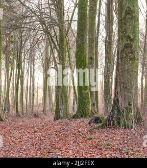 Paesaggio di un sacco di tronchi di alberi coperti di muschio con rami senza foglie in un ambiente selvaggio e indisturbato durante l'autunno. Percorso in natura con verde Foto Stock