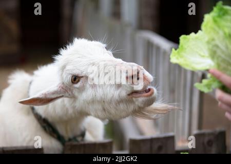 Capra su una fattoria rurale primo piano. Una capra bianca interessata divertente senza un corno si sbirca da dietro una recinzione di legno. Il concetto di agricoltura e di hu animale Foto Stock