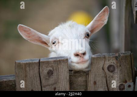 Capra su una fattoria rurale primo piano. Una capra bianca interessata divertente senza un corno si sbirca da dietro una recinzione di legno. Il concetto di agricoltura e di hu animale Foto Stock