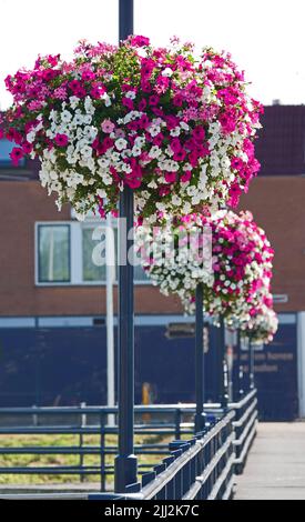 Cestini di fiori sui lampioni su un ponte nella città olandese Hardenberg. I cestini contengono petunie rosa e bianca e gerani rosa. Foto Stock