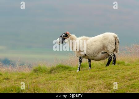 Scottish Blackface Swaledale ewe, o pecora femminile con corna ricci e vello spesso, si trovava in un lussureggiante prato estivo a Swaledale, nel North Yorkshire. FAC Foto Stock