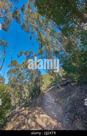 Sentiero in salita su una montagna rocciosa verde con alti alberi forestali. Paesaggio di una misteriosa strada sterrata che conduce attraverso cespugli e piante selvatiche su una collina Foto Stock