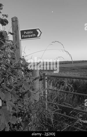 Tarda sera e la luna è alta nel cielo. I hedgerows sono cresciuti. Sentiero pubblico... Dovrai superare la crescita di quest'anno. Foto Stock