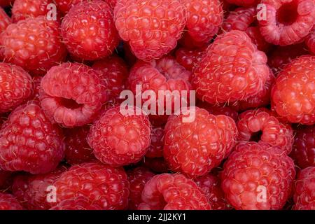 Fresco lampone estate frutta succosa per una dieta sana. Lamponi biologici per un'alimentazione sana e un concetto di vita. Foto Stock