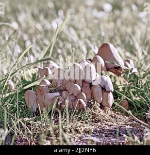 Primo piano della natura e delle Coprinaceae o dei Brittlestems che si trovano solitamente nel terreno alla base dell'albero nelle foreste. Focalizzazione selettiva sui funghi firerug inkcap Foto Stock