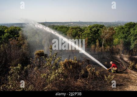 Una serie di incendi boschivi scoppia in tutta l'Inghilterra, quando l'intensa ondata di caldo raggiunge livelli record. I vigili del fuoco sono stati chiamati subito dopo mezzogiorno per assistere ad un incendio nei boschi di Shirley Hills Woods, uno dei parchi più grandi di Londra a Croydon. Anche se nessuno era ferisce, ha richiesto quattro motori di fuoco e più di 25 vigili del fuoco per portare il fuoco sotto controllo. Foto Stock