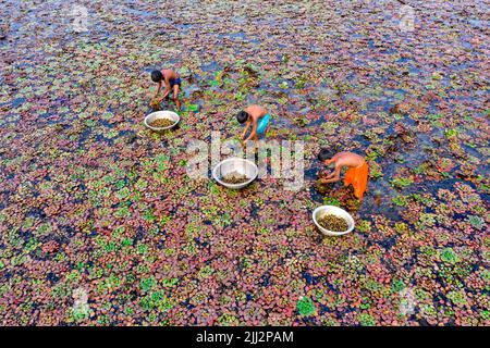 Gli agricoltori raccolgono castagne d'acqua dall'acqua del lago Foto Stock