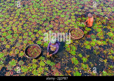 Gli agricoltori raccolgono castagne d'acqua dall'acqua del lago Foto Stock