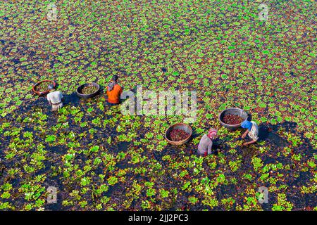 Gli agricoltori raccolgono castagne d'acqua dall'acqua del lago Foto Stock