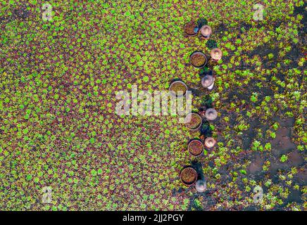 Gli agricoltori raccolgono castagne d'acqua dall'acqua del lago Foto Stock