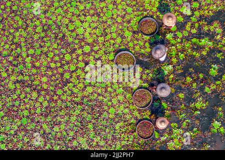 Gli agricoltori raccolgono castagne d'acqua dall'acqua del lago Foto Stock