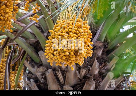 Mazzetto di frutta di data di colore giallo nel Moscato Foto Stock