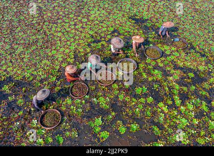 Gli agricoltori raccolgono castagne d'acqua dall'acqua del lago Foto Stock