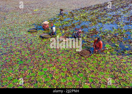 Gli agricoltori raccolgono castagne d'acqua dall'acqua del lago Foto Stock