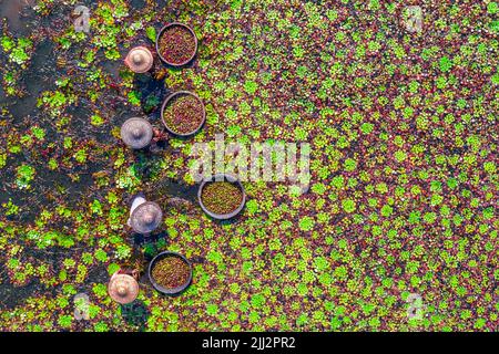 Gli agricoltori raccolgono castagne d'acqua dall'acqua del lago Foto Stock