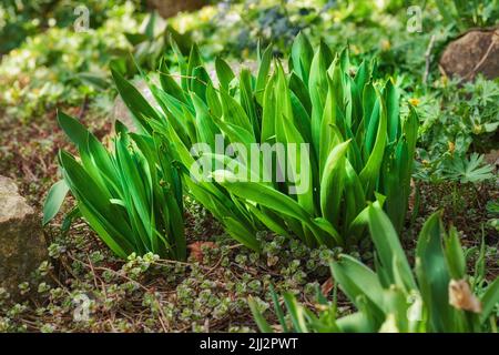 Primo piano di piante di cocchi verdi autunnali che crescono in terra ricca e nutriente di minerali in un giardino privato, paesaggistico e appartato casa. Dettagli testurizzati Foto Stock