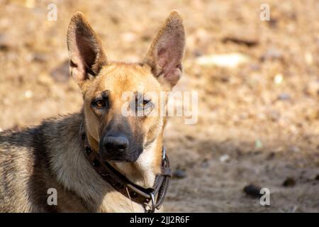 Ritratto di un cane tedesco Shephard nel villaggio Foto Stock