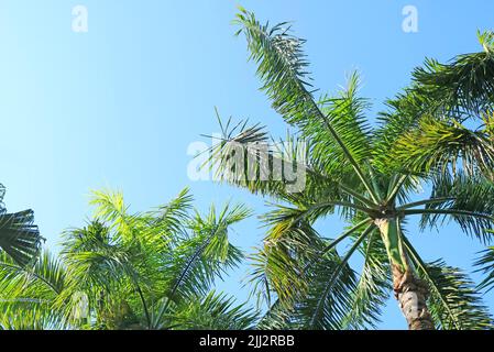 Betel Nut Palm Tree foliage contro il cielo azzurro soleggiato Foto Stock