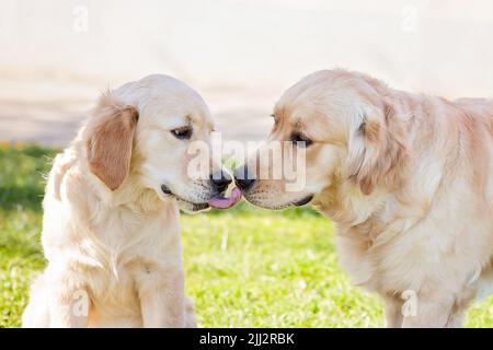 Due recuperatori dorati che si leccano la bocca dell'altro. Cuccioli giovani, cucciolo, pochi mesi, curioso, divertente foto. Foto Stock