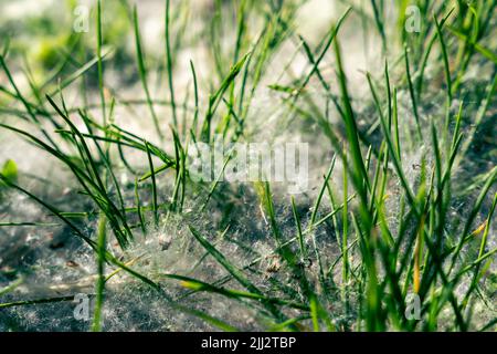 la lanugine che cadono dagli alberi si trova tra l'erba verde sul terreno Foto Stock