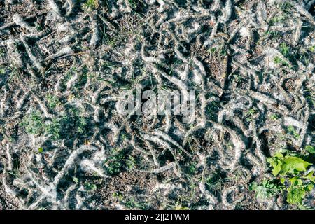 la lanugine che cadono dagli alberi si trova tra l'erba verde sul terreno Foto Stock