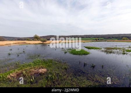 Leighton Moss RSPB riserva, Lancashire, Inghilterra, Regno Unito Foto Stock