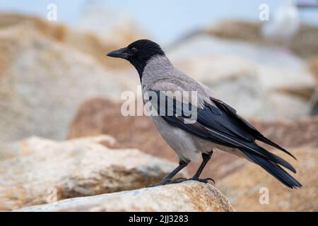 Un corvo siede su una pietra in una città vicino al fiume. Pest, uccello perenne nero. Foto Stock