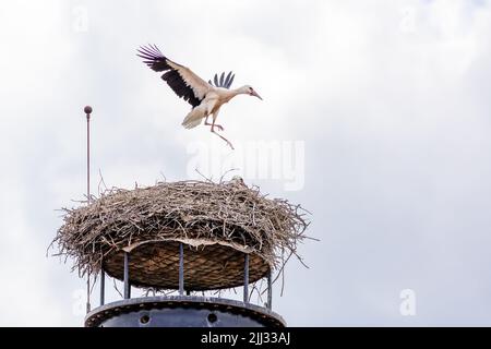 Una giovane cicogna bianca che vola sopra un nido fatto di ramoscelli, posta su un camino inutilizzato. Cielo blu coperto sullo sfondo. Foto Stock