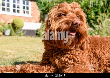 Un cane cucciolo che si trova sul prato in un giardino durante il tempo caldo Foto Stock