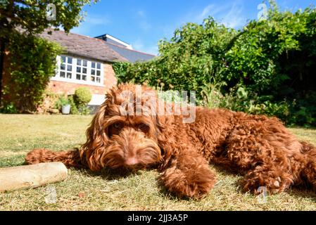 Un cane cucciolo che si trova sul prato in un giardino durante il tempo caldo Foto Stock