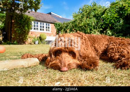 Un cane cucciolo che si trova sul prato in un giardino durante il tempo caldo Foto Stock