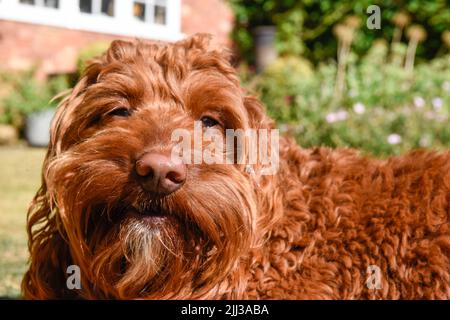 Allegro cane felice fuori in un giardino in una calda giornata di sole Foto Stock
