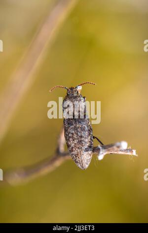Primo piano di un murino di Agrypnus che strisciare in erba, una specie di scarabeo di scatto Foto Stock