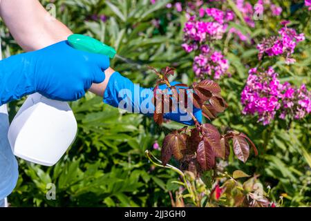 trattamento nel giardino di giovani germogli di rose da afidi, whiteflies e insetti parassiti Foto Stock