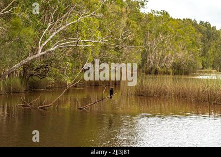 Uccello australasiano Darter maschio in una zona del lago, circondato da alberi nativi. Foto Stock