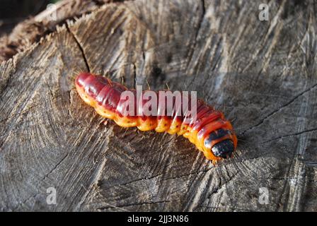 Vista frontale macro ad angolo basso di un grande gallo giallo-arancione scamerchiolo caterpillar Cossus colosso strisciante su un moncone. Foto Stock