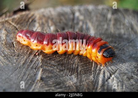 Vista frontale macro ad angolo basso di un grande gallo giallo-arancione scamerchiolo caterpillar Cossus colosso strisciante su un moncone. Foto Stock