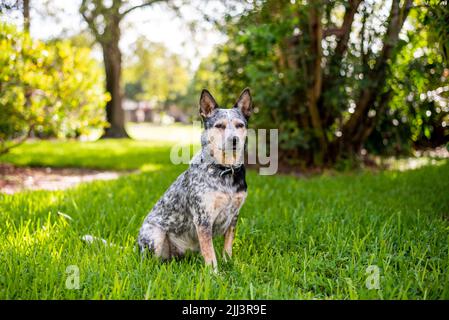Australiano bovino cane Blue Heeler seduto in un campo erboso al tramonto Foto Stock