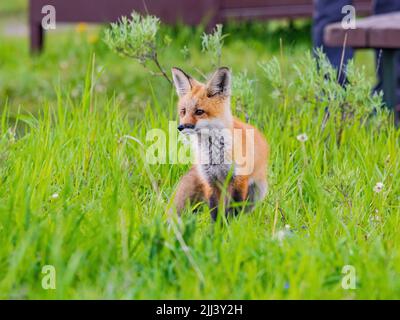 Primo piano di un simpatico Kit Fox in Wyoming Foto Stock