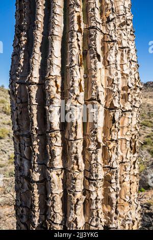 Un cactus Saguaro dopo essere stato bruciato in un fuoco selvaggio. Foto Stock