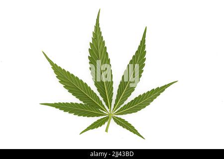 Ampia vista di un campo di canapa verde sotto la luce naturale del sole, paesaggio agricolo con piante di cannabis che crescono all'aperto nella natura estiva Foto Stock