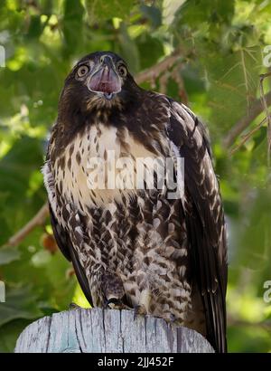 Hawk, Juvenile, dalla coda rossa, che chiama i suoi genitori. Cuesta Park, California, Stati Uniti. Foto Stock