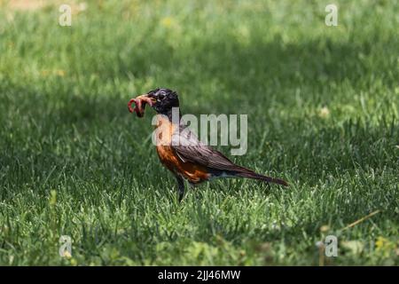 Robin americano maschile o Turdus migratorius che detiene un verme di terra al Green Vallery Park a Payson, Arizona. Foto Stock